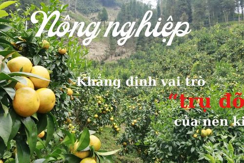 Nông nghiệp khẳng định vai trò 'trụ đỡ' của nền kinh tế