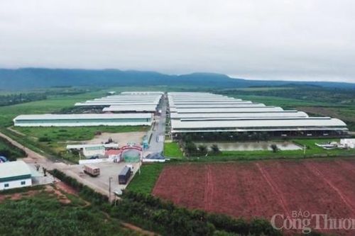 Hàng loạt sai phạm liên quan đến các Dự án chăn nuôi tại Gia Lai