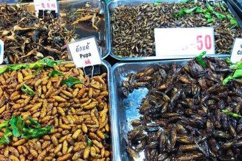 16 loài côn trùng sẽ xuất hiện trên bàn ăn ở Singapore
