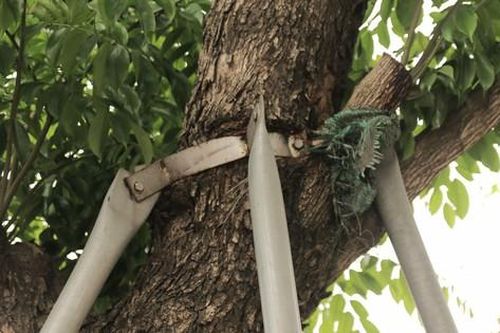 Loạt cây xanh tại Thủ đô đang chịu cảnh 'gông' siết cổ