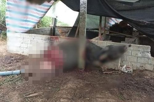 Kẻ trộm táo tợn mổ trâu ngay tại chuồng