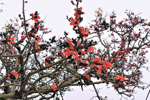 Cây gạo cổ thụ độc đáo ở Bắc Giang