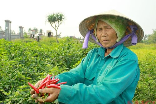 Quảng Ngãi: Giá ớt tăng cao, nông dân tất bật thu hoạch