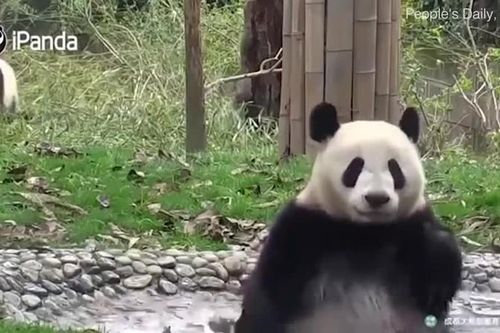 Màn 'tắm táp' siêu dễ thương của gấu trúc