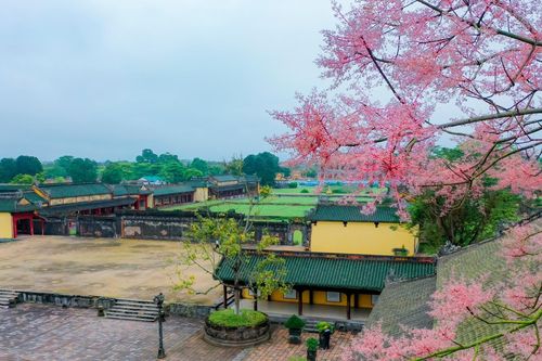 Ngắm hoa ngô đồng nở rực tuyệt đẹp trên những mái ngói cổ ở Kinh thành Huế