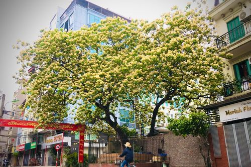 Độc đáo cây hoa bún 300 tuổi - báu vật làng cổ giữa lòng Hà Nội