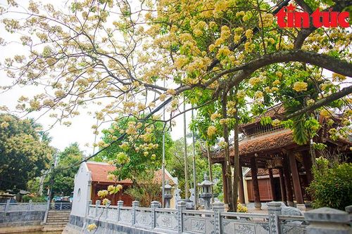 Những cây hoa bún khoe sắc vàng rực rỡ đầu tháng 4