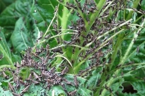Châu chấu gây hại hơn 40 ha cây trồng ở Cao Bằng