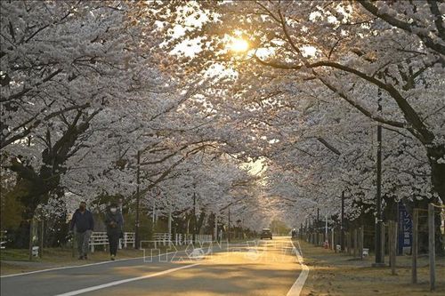 Nhật Bản có thể đón mùa hè sớm hơn thường lệ