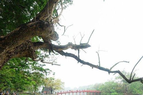 Cận cảnh 3 cây sưa chết khô bên hồ Gươm