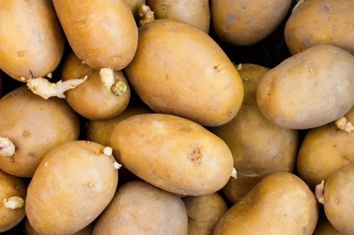 Những thực phẩm quen thuộc chứa chất độc chết người