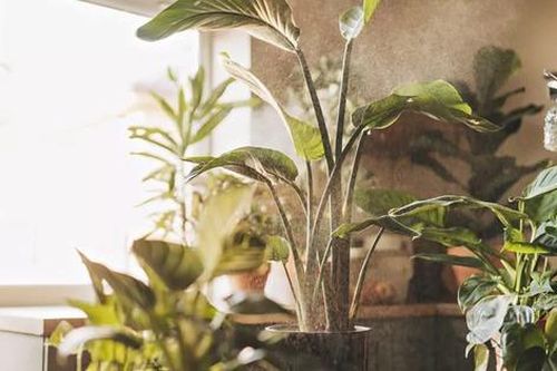 5 loại cây cảnh ngăn ngừa nấm mốc và giúp bầu không khí trong lành
