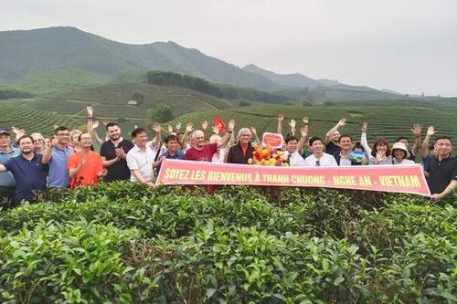 Nghệ An: Nhiều du khách châu Âu tìm đến đảo chè Thanh Chương
