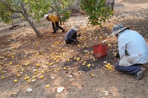 Bình Phước: Điều mất mùa, giá giảm sâu
