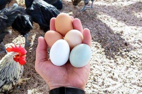 Trứng gà thành món xa xỉ ở nhiều nước trong khi tại Việt Nam chất đống vỉa hè, gắn mác giải cứu
