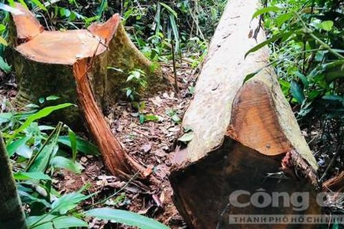 Bảo vệ rừng bị kỷ luật vì để xảy ra mất rừng