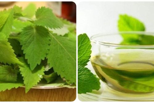 Những lợi ích tuyệt vời của trà kinh giới đối với sức khỏe