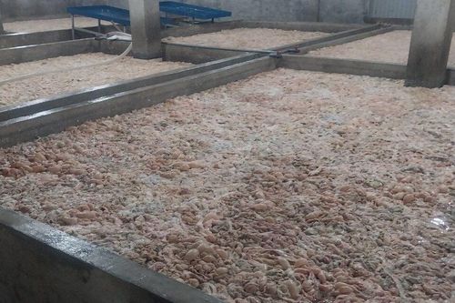 Bắc Ninh: Phát hiện, tiêu hủy hơn 7 tấn lòng lợn bốc mùi hôi thối