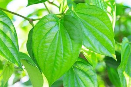 Dùng lá trầu không sai cách có thể gây tai biến