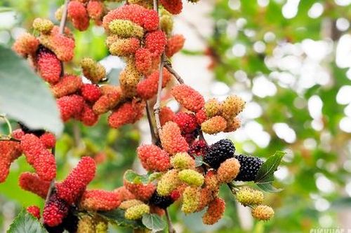 Dâu tằm vào vụ, 'nhuộm đỏ' ven bờ sông Đáy