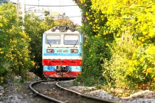Trồng hoa dọc tuyến đường sắt Bắc – Nam: Loại cây nào phù hợp?