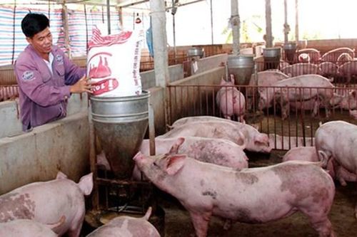 Nông dân lao đao vì thức ăn chăn nuôi giá rẻ