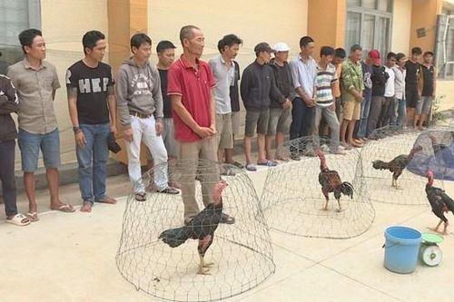 Đắk Lắk: Triệt phá một trường đá gà ăn tiền, bắt 34 đối tượng