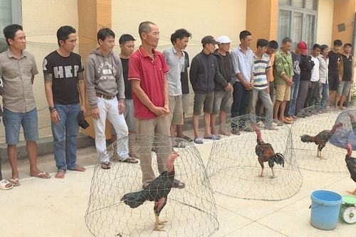 Triệt phá trường gà ở Đắk Lắk