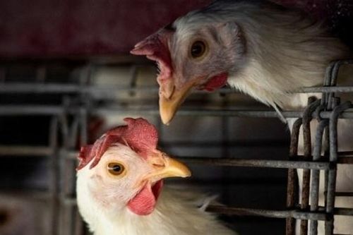 WHO: Trường hợp đầu tiên trên thế giới tử vong vì cúm gia cầm H3N8