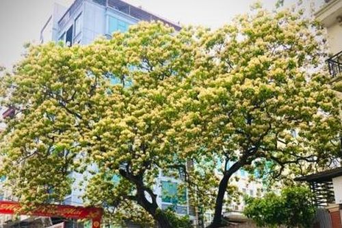 Độc đáo cây hoa bún 300 tuổi - báu vật làng cổ giữa lòng Hà Nội