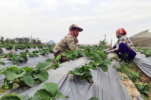 Tỷ lệ doanh nghiệp đầu tư vào nông nghiệp ở Nghệ An thấp, vì sao?