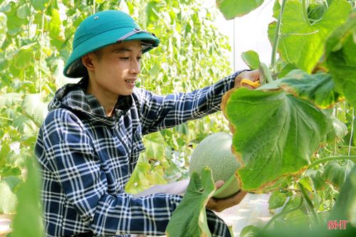 Hợp tác xã ở Hà Tĩnh chủ động đổi mới, sẵn sàng gia nhập 'sân chơi lớn'