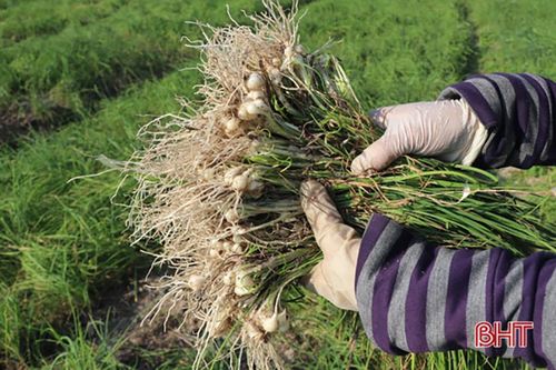 6 phương án logo chỉ dẫn địa lý 'Thiên Lộc' cho sản phẩm hành tăm