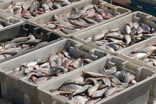 Mỹ chính thức chấp nhận Hiệp định về trợ cấp nghề cá