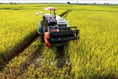Phát triển sản xuất hiệu quả nhờ tích tụ ruộng đất