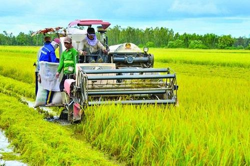 Sản xuất nông nghiệp đạt khá nhưng tiêu thụ gặp khó