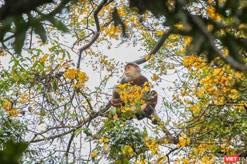 Sức hút lạ kỳ của Sơn Trà vào mùa hoa lim xẹt