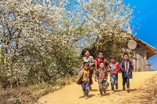 Mùa hoa sơn tra mang ấm no về cho bản người Mông
