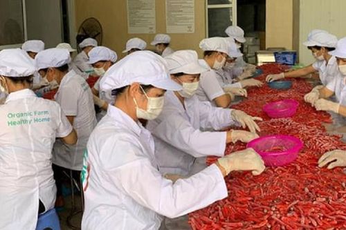 Hàn Quốc thu hồi, ngừng bán sản phẩm ớt của Việt Nam do dư lượng thuốc trừ sâu vượt quá tiêu chuẩn