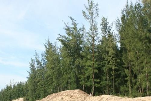 Sau 10 năm vẫn ì ạch việc giao hơn 30.000ha đất rừng cho người dân