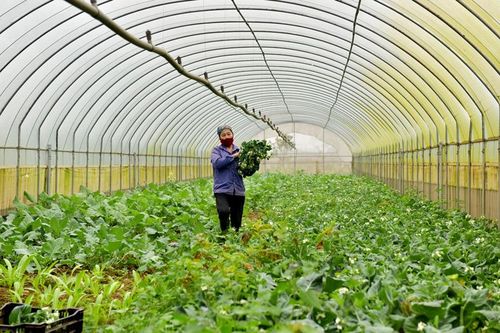Xây dựng nền nông nghiệp đô thị xứng tầm