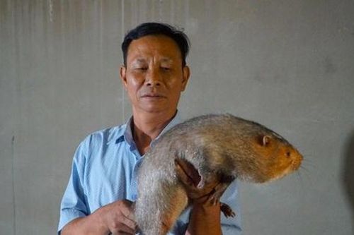 Nuôi con trời nóng nằm quạt, lạnh nằm đèn sưởi 'đẻ' tiền tỷ mỗi năm