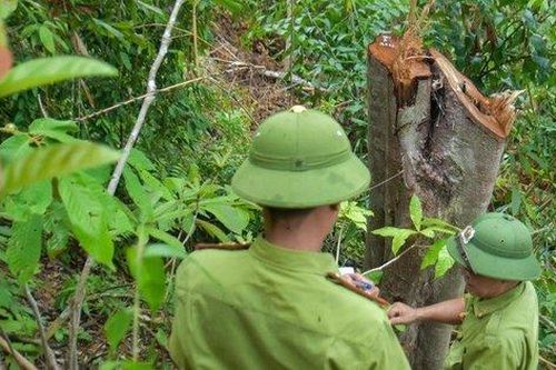 Nhiều cây rừng tự nhiên ở huyện miền núi Quảng Trị bị đốn hạ