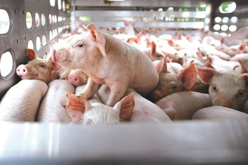 Tổng đàn heo, bò sữa tại TP.HCM sụt giảm