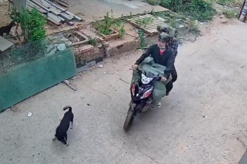 Camera ghi hình nhóm trộm chó ở TP.HCM