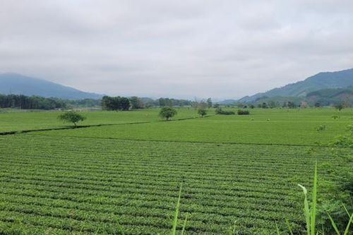 Chè Hà Tĩnh 'đón sóng' EVFTA