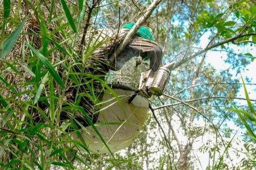 Những 'người nhện' đu cây, băng rừng săn ong khủng