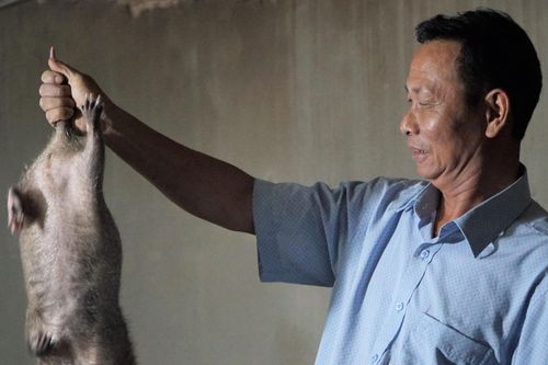 Bật quạt nuôi dúi, người đàn ông ở Thanh Hóa thu tiền tỷ mỗi năm