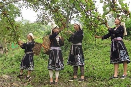 Mắt nắng trong rừng lê