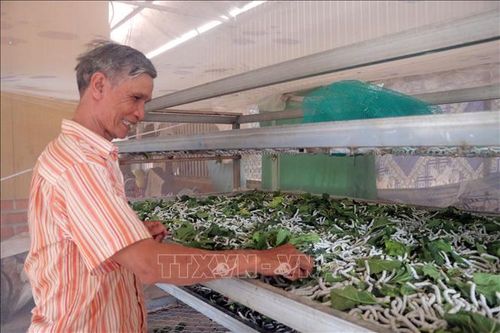 Buôn Klong Tum no ấm hơn nhờ nghề trồng dâu, nuôi tằm